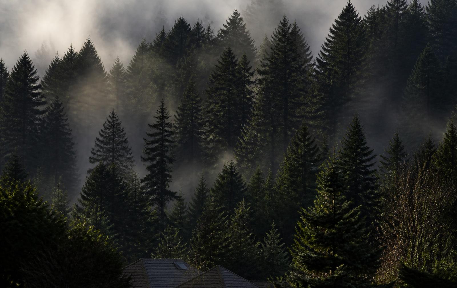 Tall evergreen conifers in coastal Pacific Northwest fog above a residential rooftop
